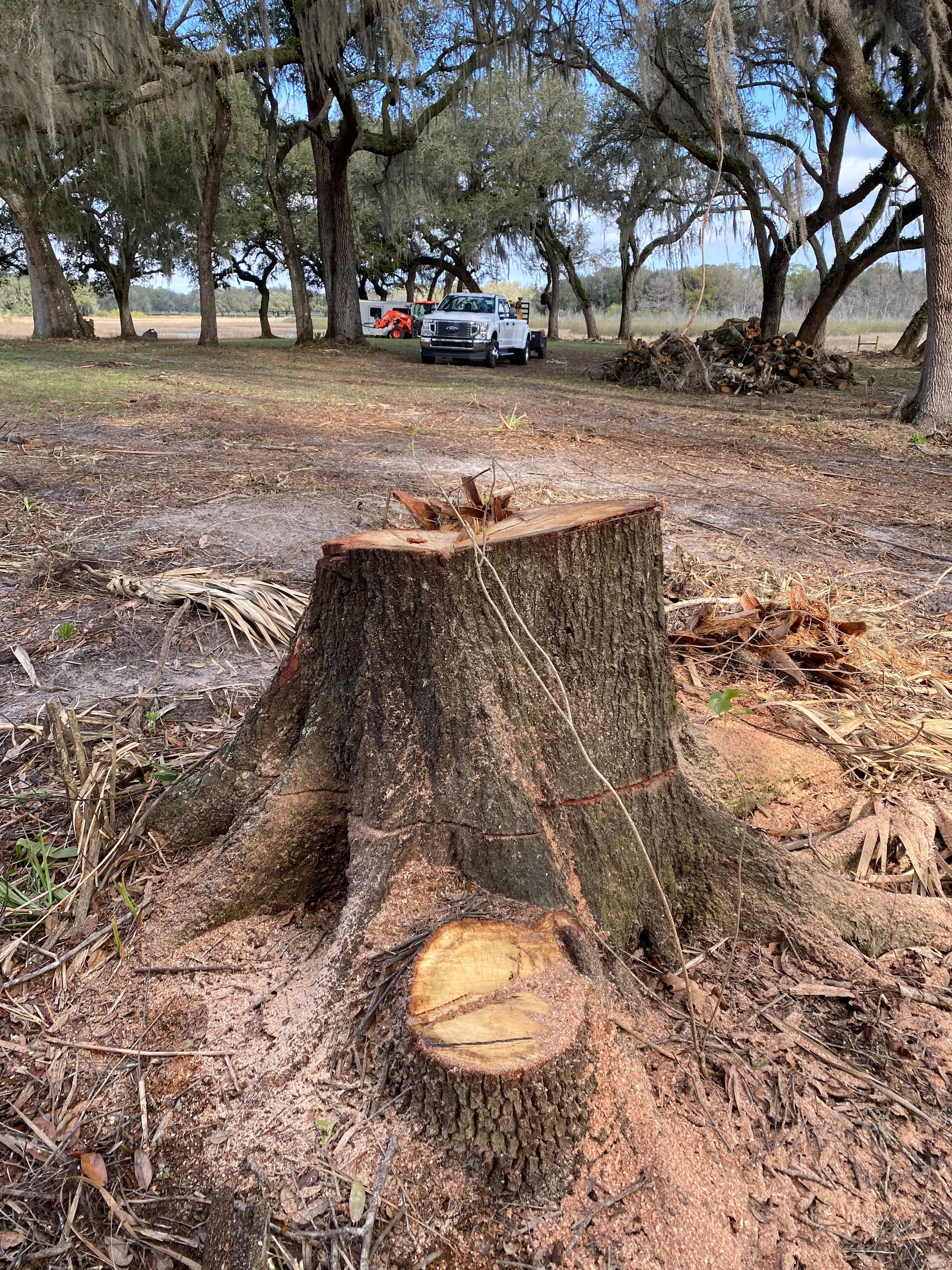 Large stump removal under Spanish moss oaks